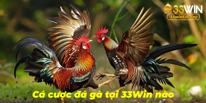 Hướng dẫn cá cược đá gà tại nhà cái 33Win, với nhiều kèo cược