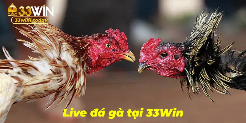 Sảnh live đá gà tại 33Win, nhiều loại kèo thu hút người chơi